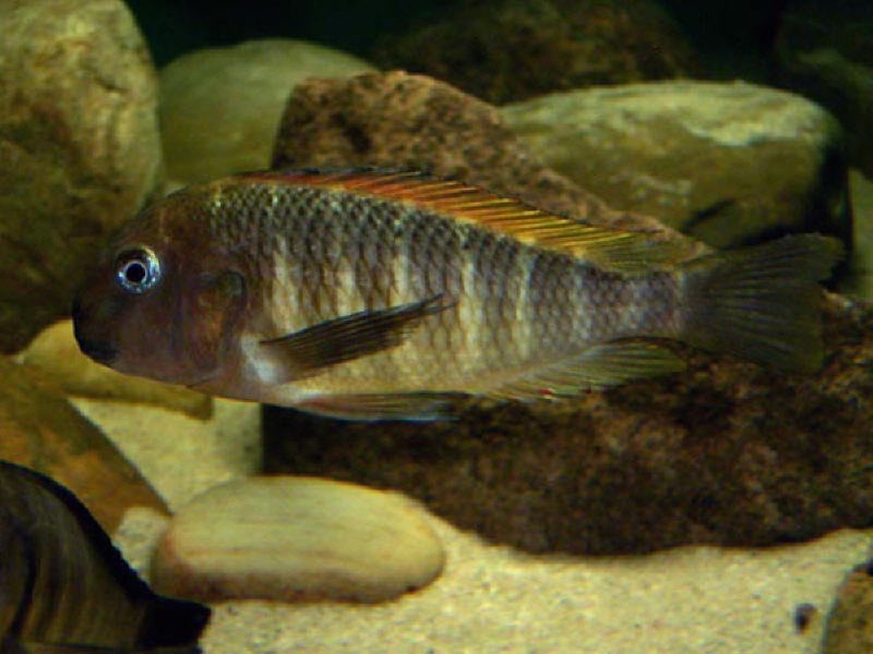 Tropheus moorii 'Mtosi' (Red Namansi)
